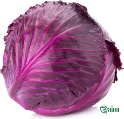 A green cabbage head in the field before cutting (view 25)
