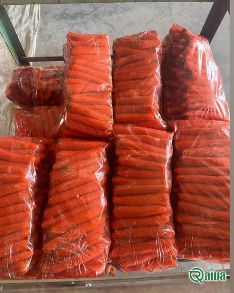 Carrot — Carrot washing, grading and sacking