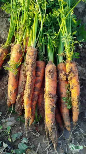 Carrot — Carrot washing, grading and sacking