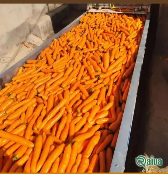 Carrot — Carrot washing, grading and sacking