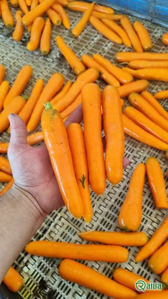 Washed carrots packed for retail supply (view 9)