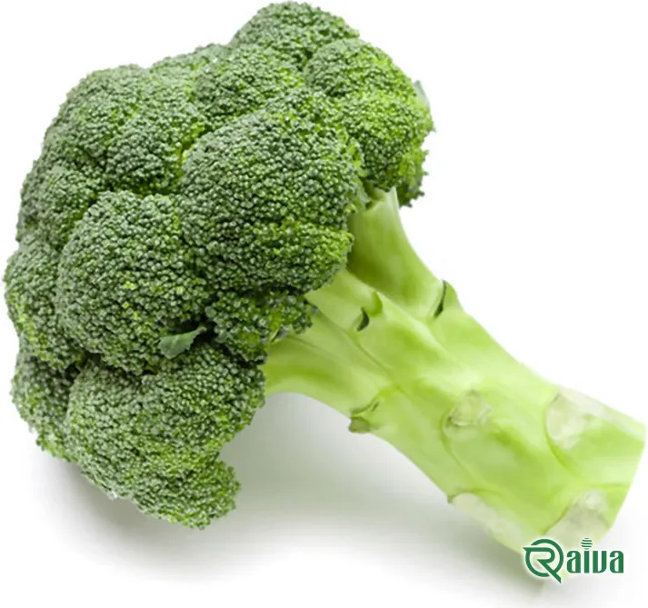 A trimmed head of green broccoli