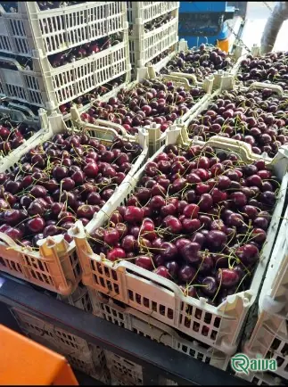 Dark red cherries in crates at the packing house (view 3)