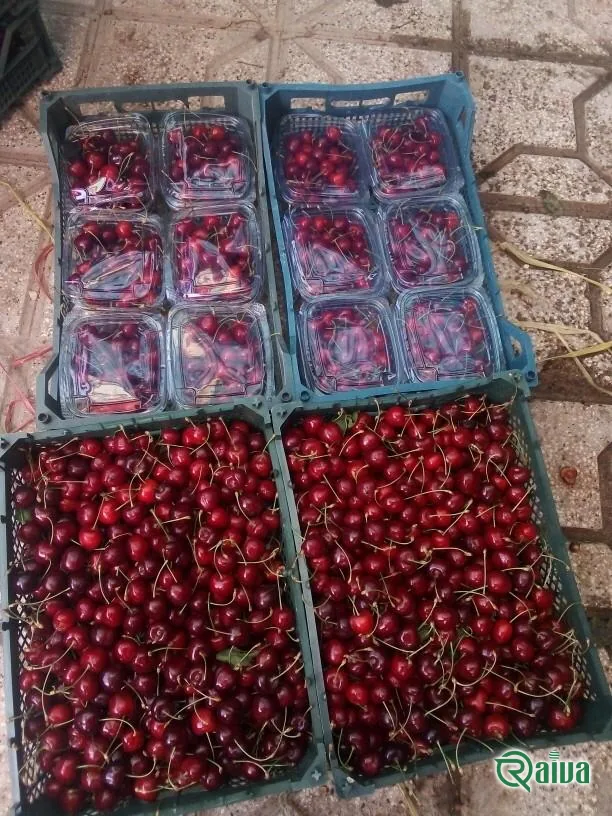 Cherry & Sour Cherry — Raiva Food export