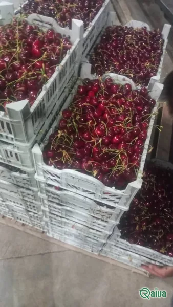 Dark red cherries in crates at the packing house (view 4)