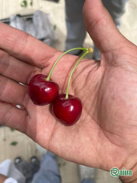 Dark red cherries in crates at the packing house (view 6)