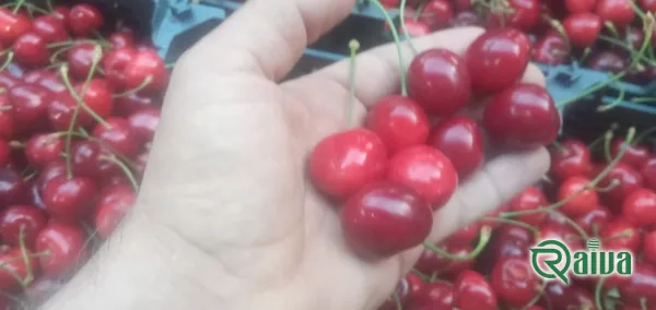 Dark red cherries in crates at the packing house (view 8)