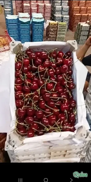 Dark red cherries in crates at the packing house (view 10)