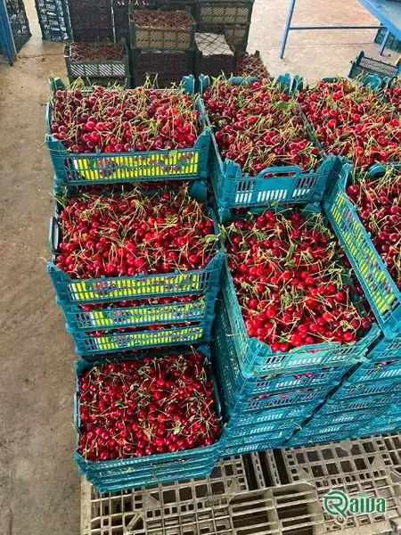 Dark red cherries in crates at the packing house (view 11)