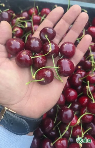 Dark red cherries in crates at the packing house (view 13)