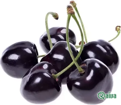 Dark red cherries in crates at the packing house (view 17)
