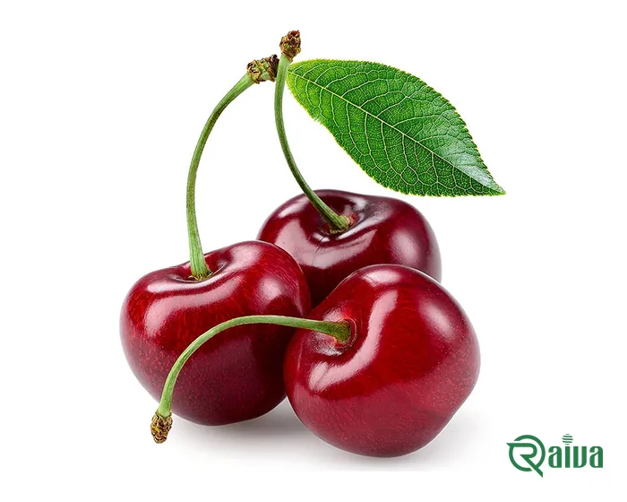 Dark red cherries on the stem with a leaf