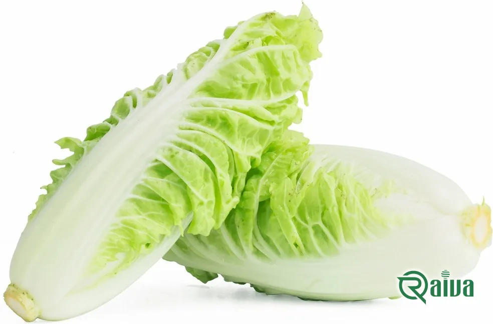 A dense pale head of napa-type Chinese cabbage