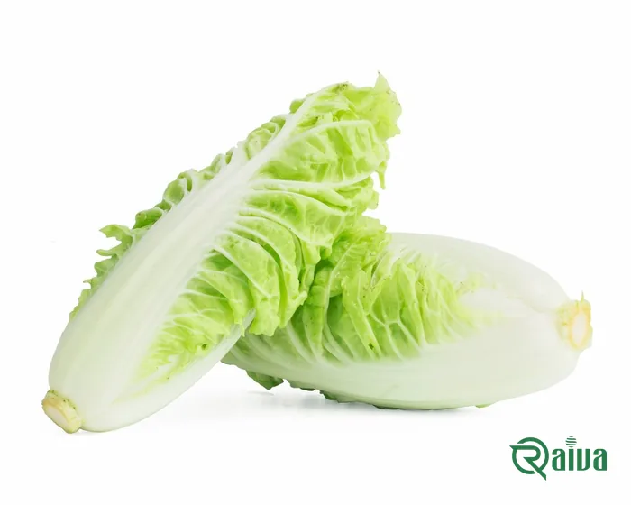 A dense pale head of napa-type Chinese cabbage