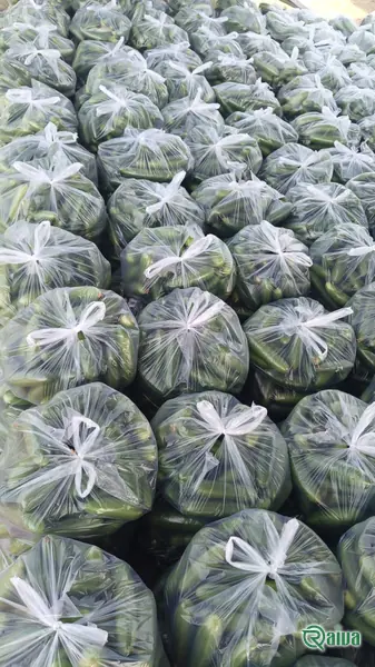Cucumber — Cucumber packing for export