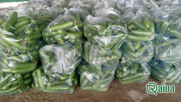 Cucumber — Cucumber packing for export