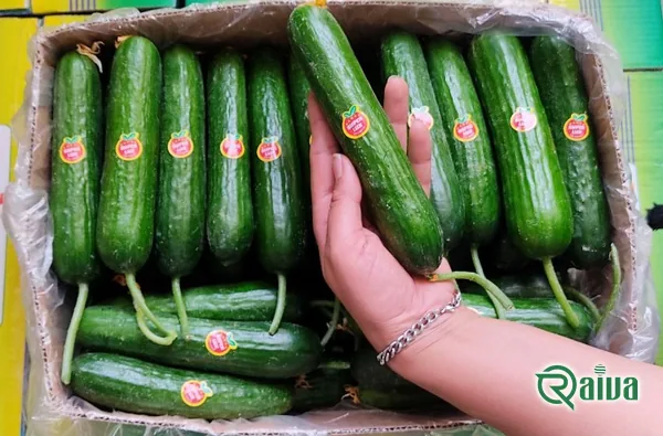 新鲜的绿色黄瓜（视图 15）