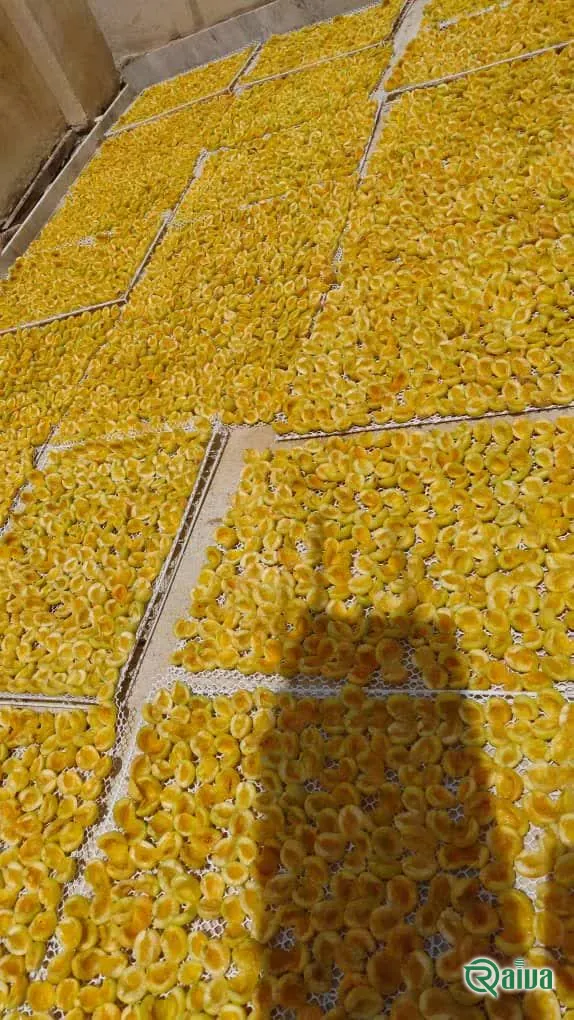 Loose orange dried apricot halves