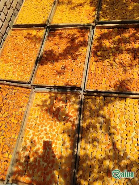 Loose orange dried apricot halves (view 12)