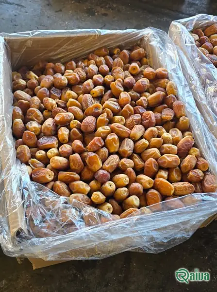 Dry Dates — Date sorting, grading and packing