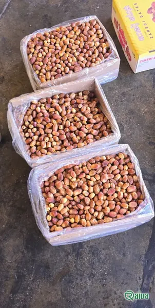 Dry Dates — Date sorting, grading and packing