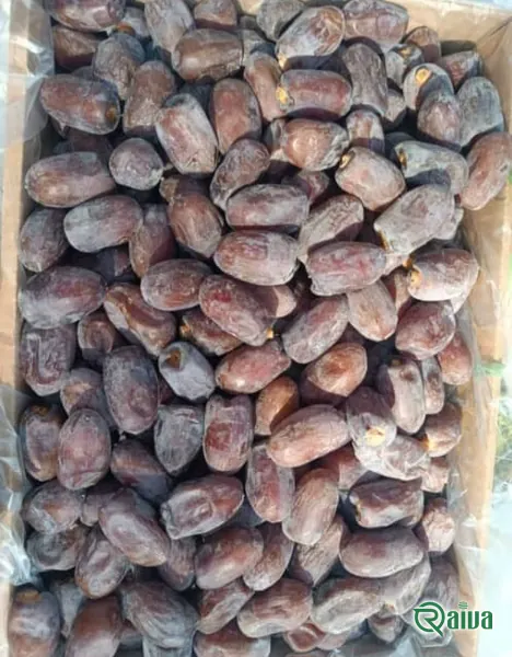 Dry Dates — Date sorting, grading and packing