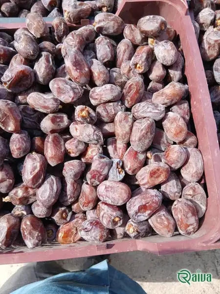 Dry Dates — Date sorting, grading and packing