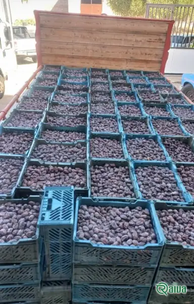 Dry Dates — Date sorting, grading and packing