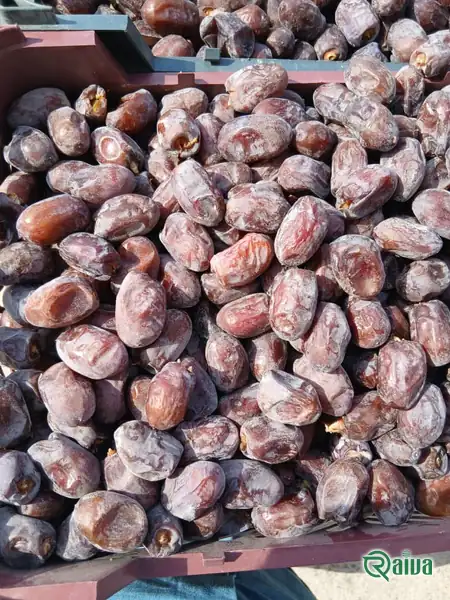 Dry Dates — Date sorting, grading and packing