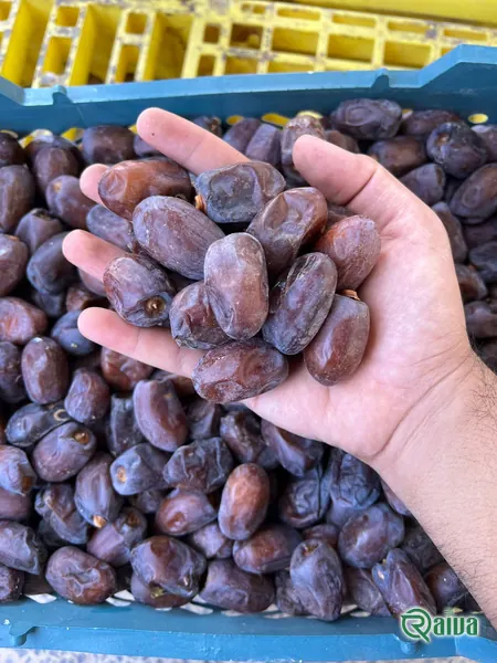 Dry Dates — Date sorting, grading and packing