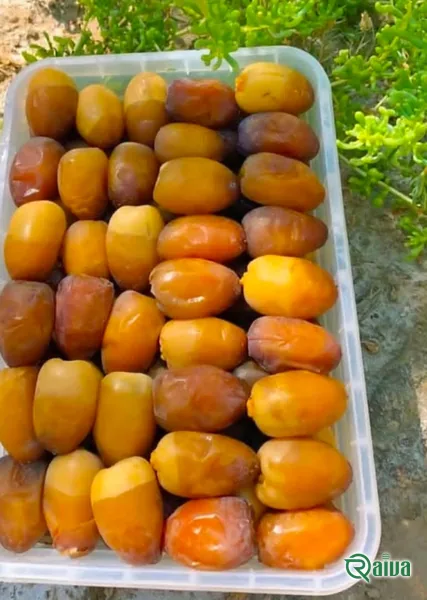 Dry Dates — Date sorting, grading and packing