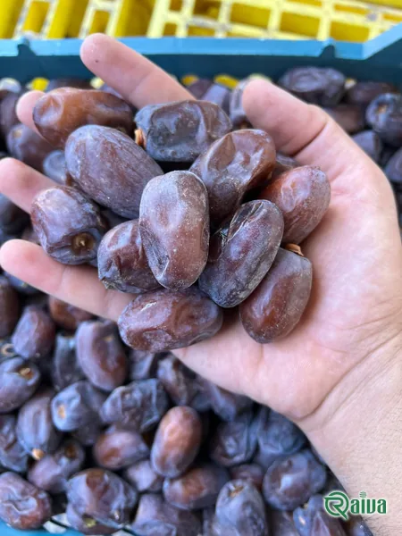 Dry Dates — Date sorting, grading and packing