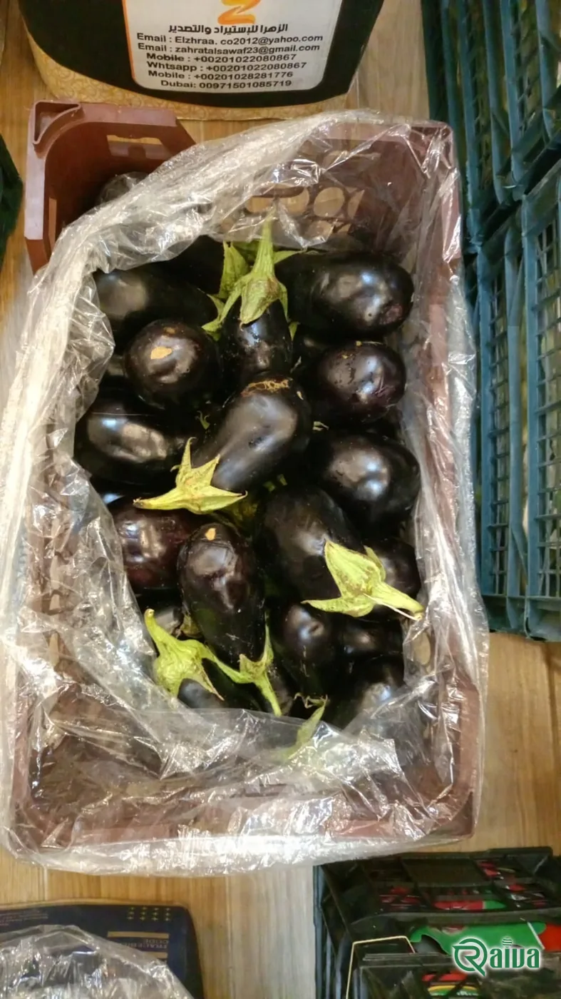 Eggplant — Raiva Food export