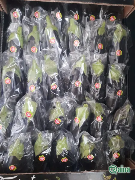Eggplant — Eggplant packing