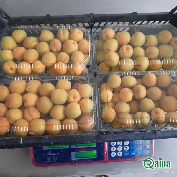 Fresh Apricot — Apricot sorting and weighing