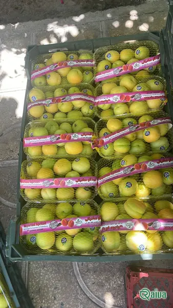 Fresh Apricot — Apricot sorting and weighing