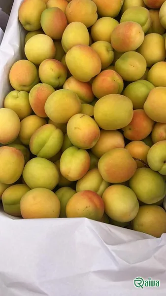 Fresh Apricot — Apricot sorting and weighing