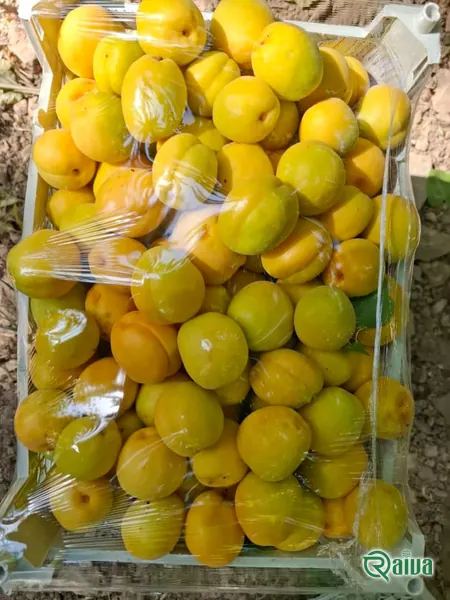 Fresh Apricot — Apricot sorting and weighing