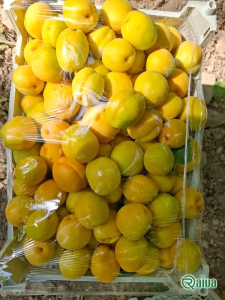 Fresh Apricot — Apricot sorting and weighing