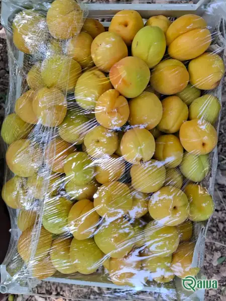 Ripe yellow apricots packed in a crate (view 20)