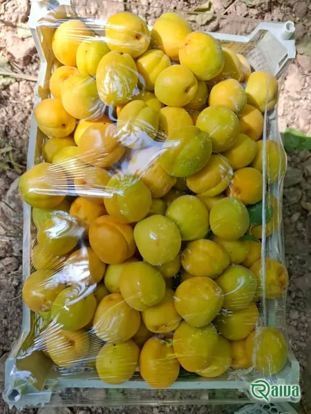 Ripe yellow apricots packed in a crate (view 21)