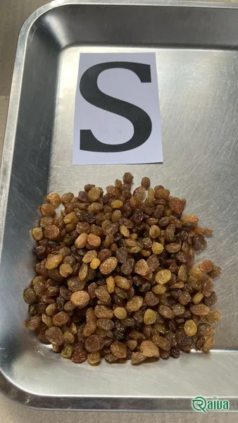 Raiva Food — Raisin processing and size grading