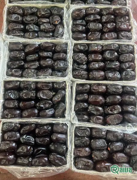 Raiva Food — Date sorting, grading and packing (view 29)