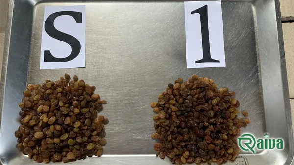 Raiva Food — Raisin processing and size grading (view 37)