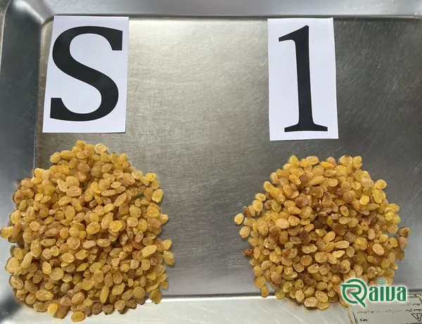 Raiva Food — Raisin processing and size grading (view 40)