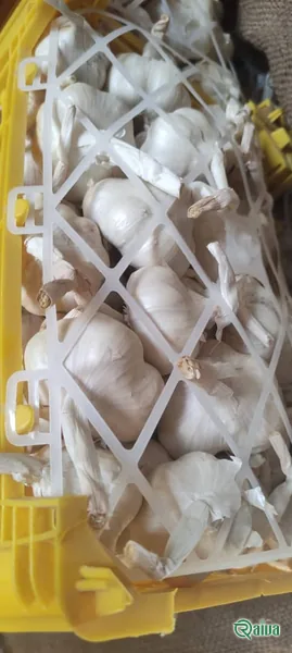 Garlic — Garlic crate packing