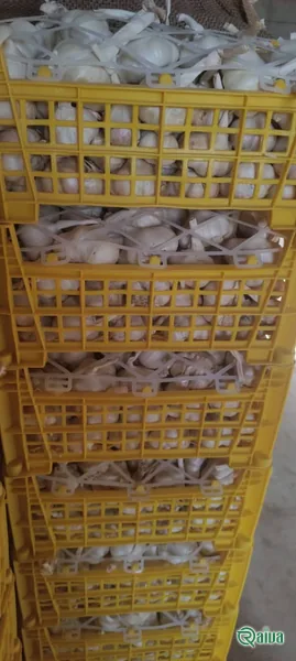 Garlic — Garlic crate packing