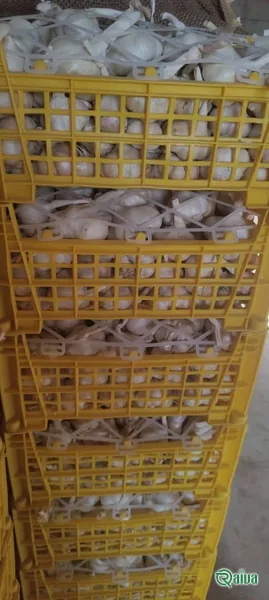 Cured garlic bulbs bagged for export (view 10)