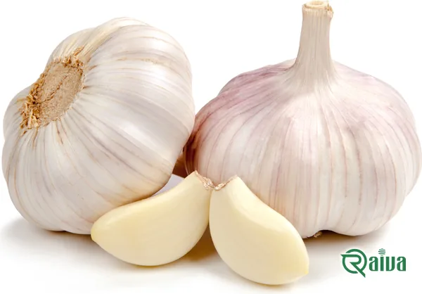 Cured garlic bulbs bagged for export (view 14)