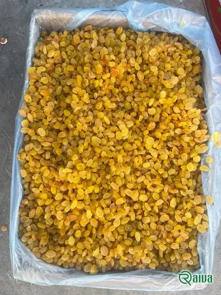 Golden Raisins — Raisin processing and size grading